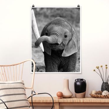 Plakat - Baby słoń
