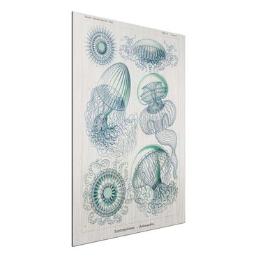 Obraz Alu-Dibond - Tablica edukacyjna w stylu vintage Meduza w kolorze niebieskim