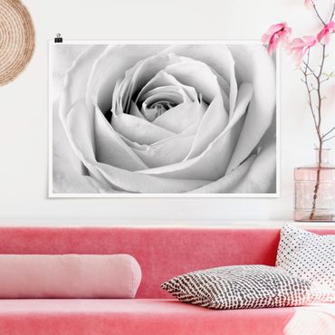 Plakat - Róża z bliska