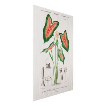 Obraz Alu-Dibond - Botany Vintage Illustration Tropical Plant I