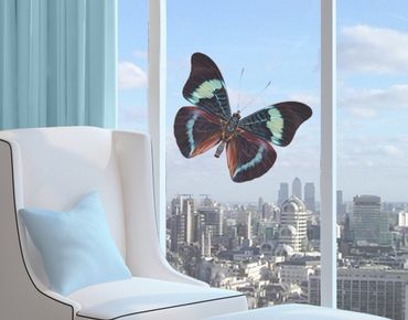 Naklejka na okno - Lepidoptera