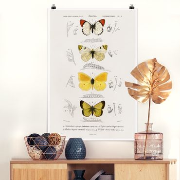 Plakat - Tablica edukacyjna w stylu vintage Motyle II