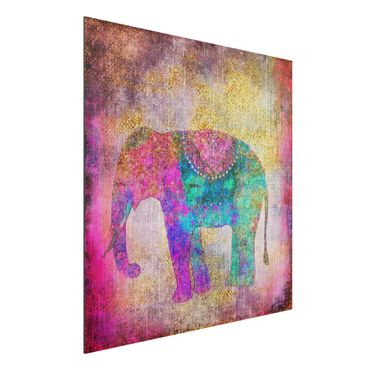 Obraz Alu-Dibond - Kolorowy kolaż - Słoń indyjski