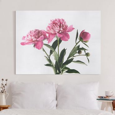Obraz na płótnie - Kwiaty i pąki różowe na białym tle