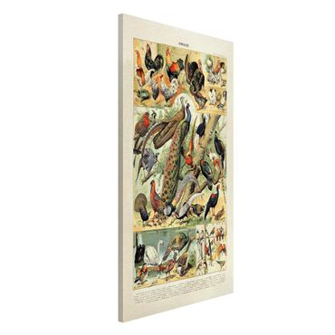 Tablica magnetyczna - Tablica edukacyjna w stylu vintage Ptaki europejskie