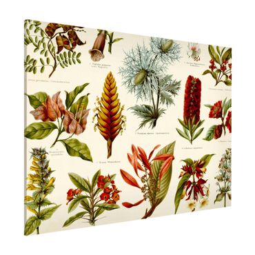 Tablica magnetyczna - Tablica edukacyjna w stylu vintage Botanika tropikalna I