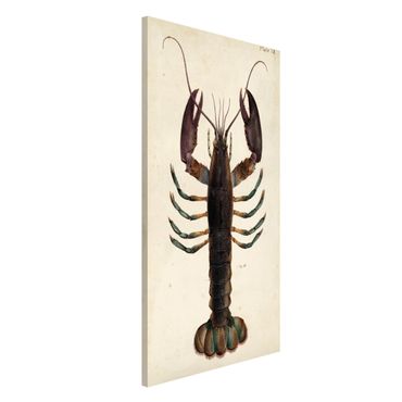 Tablica magnetyczna - Ilustracja homara w stylu vintage
