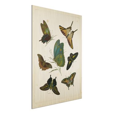 Obraz Alu-Dibond - Ilustracja w stylu vintage Motyle egzotyczne