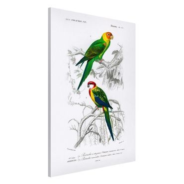 Tablica magnetyczna - Tablica edukacyjna w stylu vintage Dwie papugi Zielona Czerwona