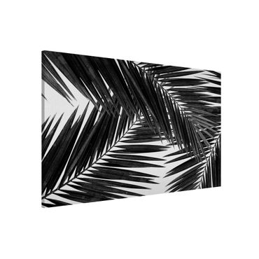 Tablica magnetyczna - Widok przez liście palmy czarno-biały