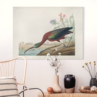 Obraz na płótnie - Tablica edukacyjna w stylu vintage Brązowy ibis