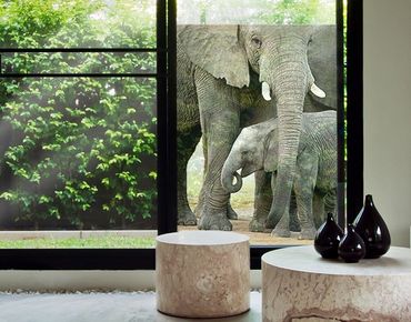 Folia okienna - Miłość słonia