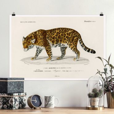 Plakat - Tablica edukacyjna w stylu vintage Jaguar