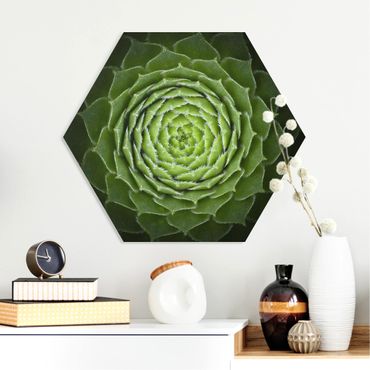 Obraz heksagonalny z Forex - Mandala sukulent