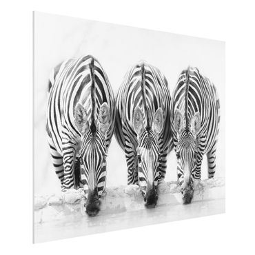 Obraz Forex - Zebra Trio czarno-biała