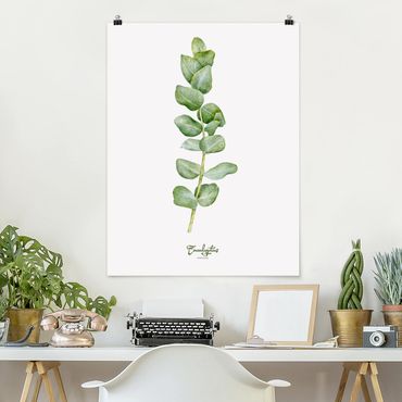 Plakat - Akwarela Botanika Eukaliptus