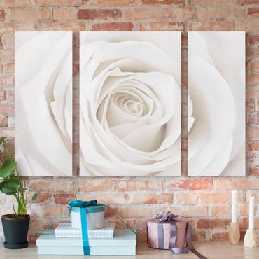 Obraz na płótnie - Piękna biała róża