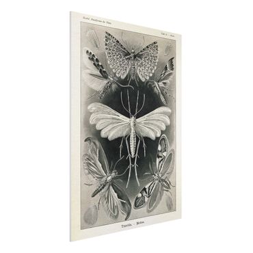 Obraz Forex - Tablica edukacyjna w stylu vintage Motyle i ćmy