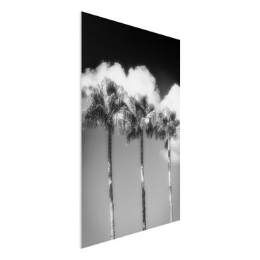 Obraz Forex - Palmy na tle nieba, czarno-białe