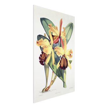 Obraz Forex - Walter Hood Fitch - Orchidea