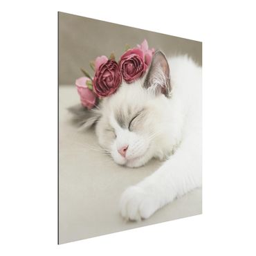 Obraz Alu-Dibond - Śpiący kot z różami