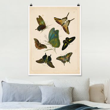 Plakat - Ilustracja w stylu vintage Motyle egzotyczne