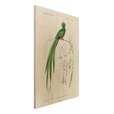 Obraz z drewna - Tablica edukacyjna w stylu vintage Ptaki tropikalne I