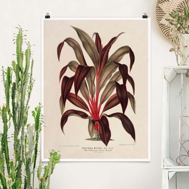 Plakat - Botanika Vintage Ilustracja smoka drzewa