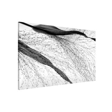 Tablica magnetyczna - Trzcina z delikatnymi pąkami czarno-biały