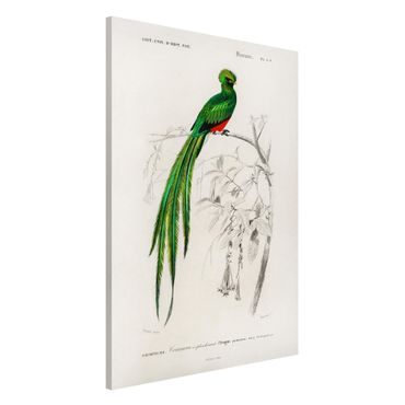 Tablica magnetyczna - Tablica edukacyjna w stylu vintage Ptaki tropikalne I
