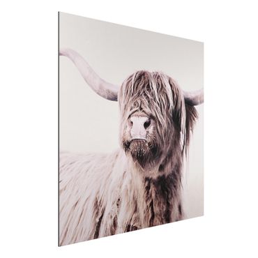 Obraz Alu-Dibond - Highland Cattle Frida w kolorze beżowym