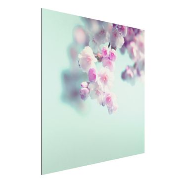 Obraz Alu-Dibond - Kolorowe kwiaty wiśni