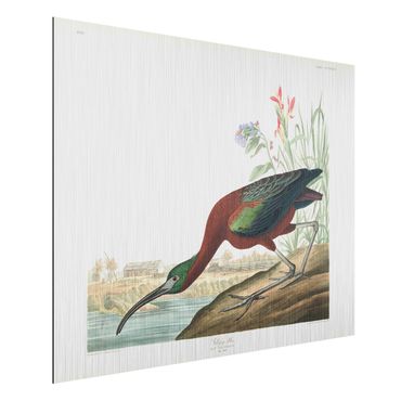 Obraz Alu-Dibond - Tablica edukacyjna w stylu vintage Brązowy ibis
