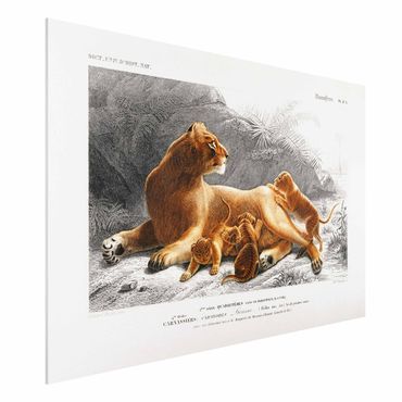 Obraz Forex - Tablica edukacyjna w stylu vintage Lwica z młodymi lwiątkami