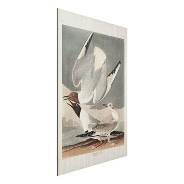 Obraz Alu-Dibond - Tablica edukacyjna w stylu vintage Mewa Bonapartego