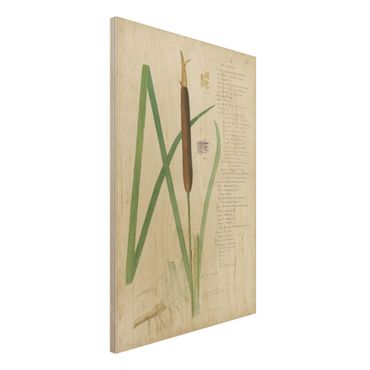 Obraz z drewna - Rysunki botaniczne w stylu vintage Trawy II