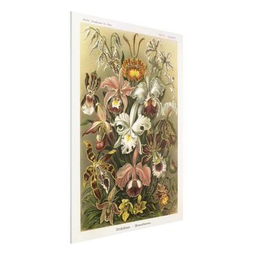 Obraz Forex - Tablica edukacyjna w stylu vintage Orchidea