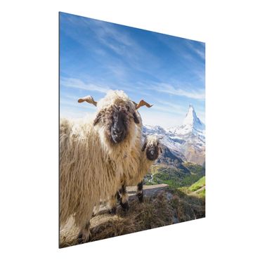 Obraz Alu-Dibond - Czarnonose owce z Zermatt