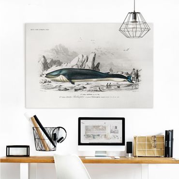 Obraz na płótnie - Tablica edukacyjna w stylu vintage Błękitny wieloryb