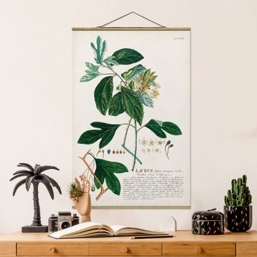 Plakat z wieszakiem - Vintage Botanika Ilustracja Laurel