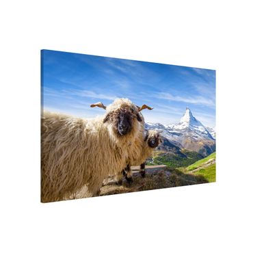 Tablica magnetyczna - Czarnonose owce z Zermatt