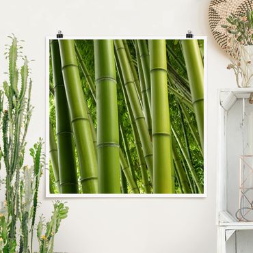 Plakat - Drzewa bambusowe