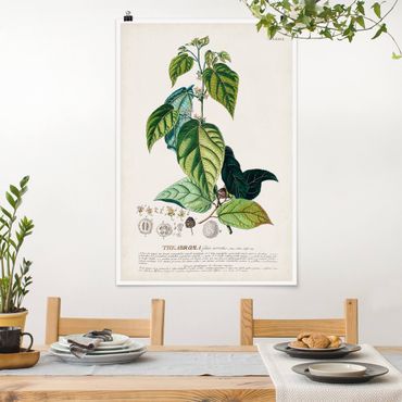 Plakat - Vintage Botanika Ilustracja Kakao