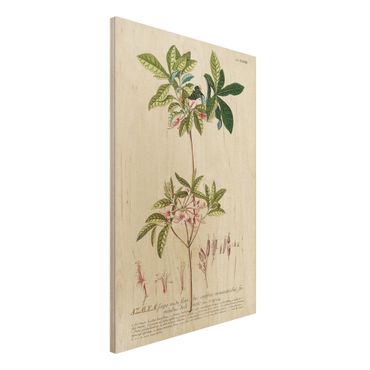 Obraz z drewna - Vintage Botanika Ilustracja Azalia
