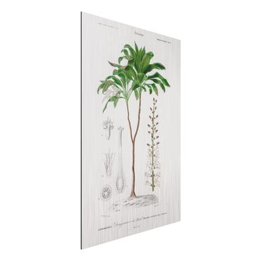 Obraz Alu-Dibond - Botanika Vintage Ilustracja tropikalnego drzewa palmowego