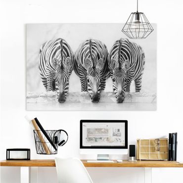 Obraz na płótnie - Zebra Trio czarno-biała
