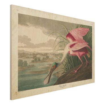 Obraz z drewna - Tablica edukacyjna w stylu vintage Jesiotr różowy