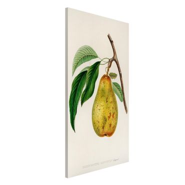 Tablica magnetyczna - Botani Vintage Illustracja Żółta gruszka