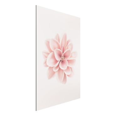 Obraz Alu-Dibond - Dahlia Różowy pastelowy kwiat centrowany