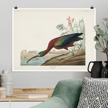 Plakat - Tablica edukacyjna w stylu vintage Brązowy ibis